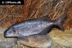 brevimyrus niger brevimyrus niger