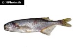 brevimyrus niger brevimyrus niger