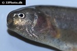 brevimyrus niger brevimyrus niger