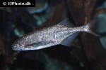 brevimyrus niger brevimyrus niger