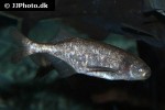 brevimyrus niger brevimyrus niger