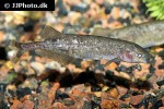 brienomyrus brachyistius brienomyrus brachyistius