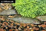 brienomyrus brachyistius brienomyrus brachyistius