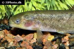 brienomyrus brachyistius brienomyrus brachyistius