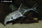 campylomormyrus cassaicus campylomormyrus cassaicus