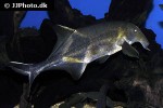 campylomormyrus cassaicus campylomormyrus cassaicus