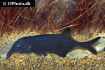 campylomormyrus compressirostris campylomormyrus compressirostris