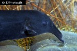 campylomormyrus compressirostris campylomormyrus compressirostris