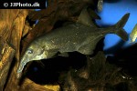 campylomormyrus elephas campylomormyrus elephas