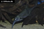 campylomormyrus numenius campylomormyrus numenius