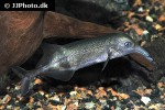 campylomormyrus rhynchophorus campylomormyrus rhynchophorus