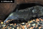 campylomormyrus rhynchophorus campylomormyrus rhynchophorus