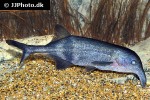campylomormyrus rhynchophorus campylomormyrus rhynchophorus