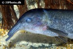 campylomormyrus rhynchophorus campylomormyrus rhynchophorus