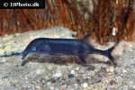 campylomormyrus tamandua campylomormyrus tamandua