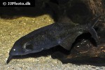 gnathonemus longibarbis gnathonemus longibarbis