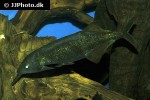 gnathonemus longibarbis gnathonemus longibarbis