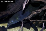 gnathonemus longibarbis gnathonemus longibarbis