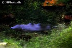 gymnarchus niloticus gymnarchus niloticus