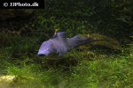 gymnarchus niloticus gymnarchus niloticus