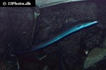 gymnarchus niloticus gymnarchus niloticus
