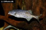 marcusenius angolensis marcusenius angolensis