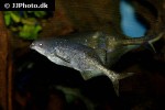 marcusenius angolensis marcusenius angolensis