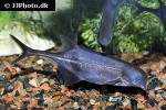 marcusenius thomasi marcusenius thomasi