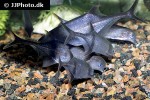 marcusenius thomasi marcusenius thomasi