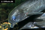 marcusenius thomasi marcusenius thomasi