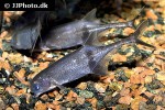 marcusenius thomasi marcusenius thomasi