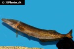 mormyrops anguilloides mormyrops anguilloides