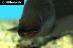 mormyrops anguilloides mormyrops anguilloides