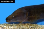 mormyrops anguilloides mormyrops anguilloides
