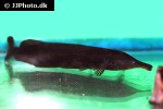 mormyrops zanclirostris mormyrops zanclirostris