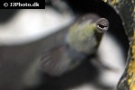 mormyrops zanclirostris mormyrops zanclirostris