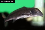 mormyrus longirostris mormyrus longirostris