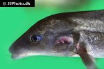 mormyrus longirostris mormyrus longirostris