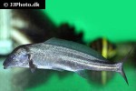 mormyrus longirostris mormyrus longirostris