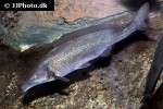 mormyrus longirostris mormyrus longirostris