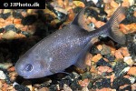 petrocephalus bovei petrocephalus bovei