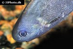 petrocephalus bovei petrocephalus bovei