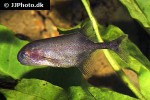 petrocephalus bovei petrocephalus bovei