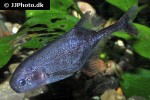 petrocephalus bovei petrocephalus bovei