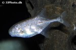 petrocephalus bovei petrocephalus bovei