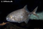 petrocephalus bovei petrocephalus bovei