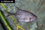 petrocephalus bovei petrocephalus bovei