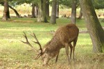 10 london bushy park 10 london bushy park