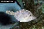 acreichthys tomentosus acreichthys tomentosus