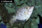 acreichthys tomentosus acreichthys tomentosus